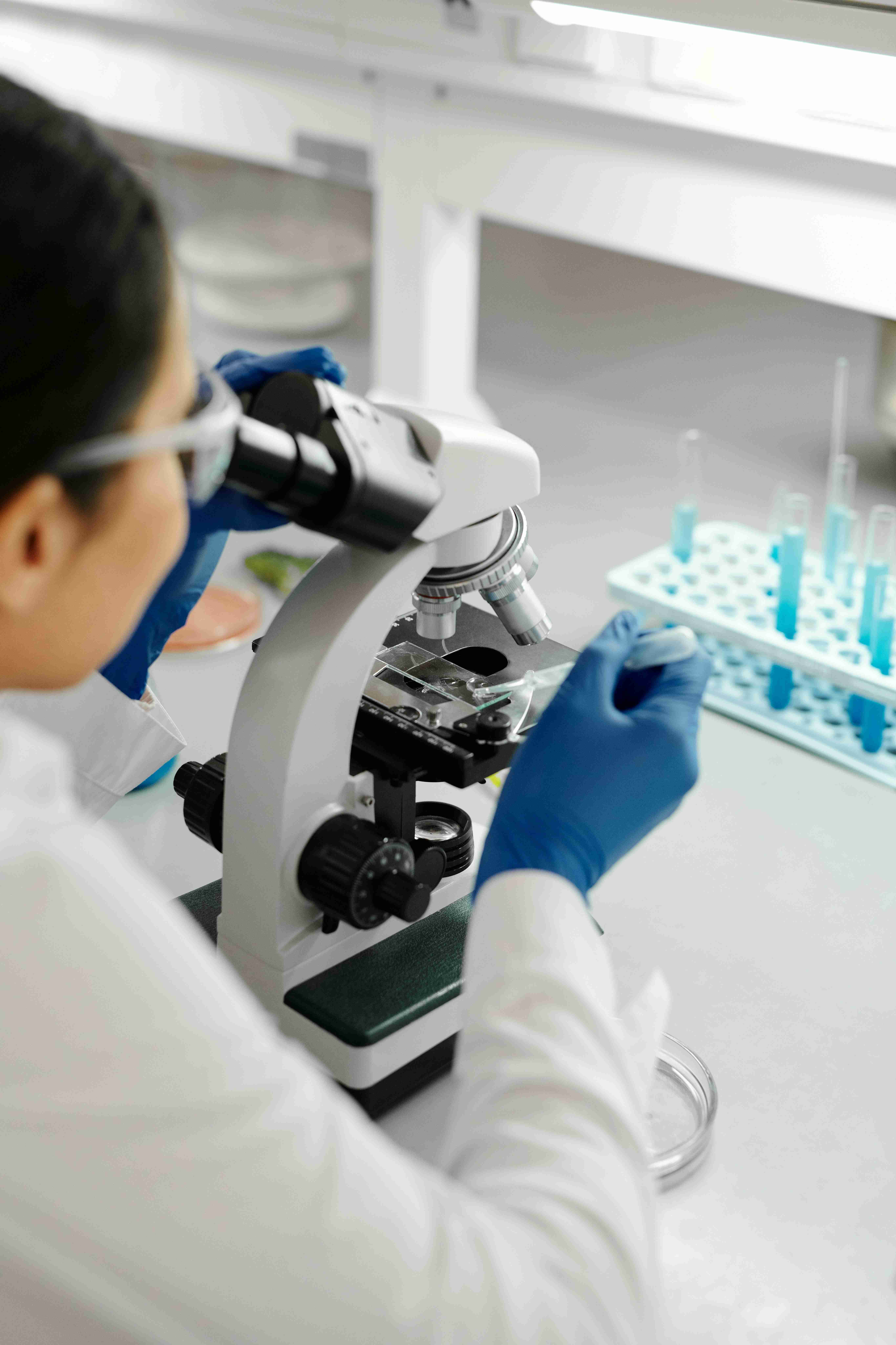 lab